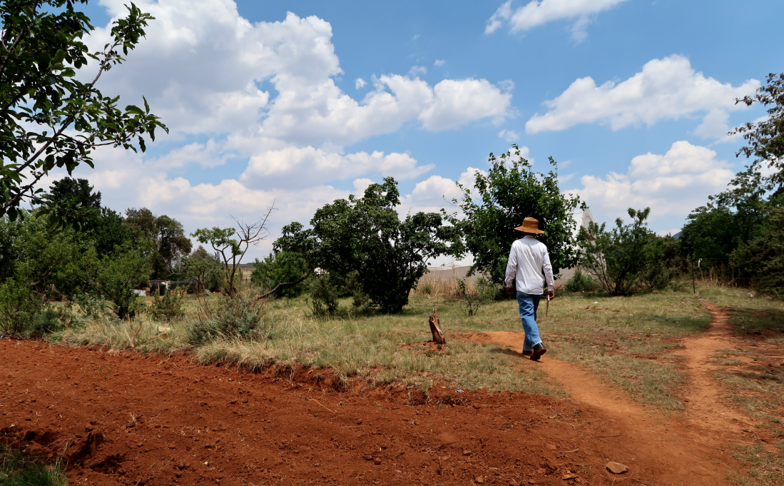 Malealea Farmer Albert Musi walks through his land past one of his plots, Malealea, Lesotho, southern Africa, farming
