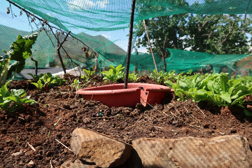 a key-hole garden plot with water receptacle and sun netting, efficient farming technique for subsistence lifestyle